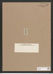 Navicula laciniosa A.Schm. (de-Toni-Nr.: Genus 1, Species 269) Zeichnungen Sammlung Grunow Nr. 622 (NHMW-BOT-W0366986)